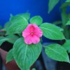 Impatiens walleriana